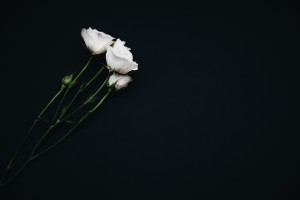 fiore-bianco