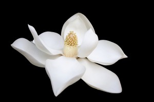 fiore-bianco-sfondo-nero