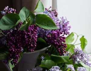 fiori-viola
