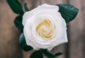 rosa-bianca